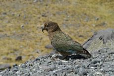 Kea (11 von 19).jpg